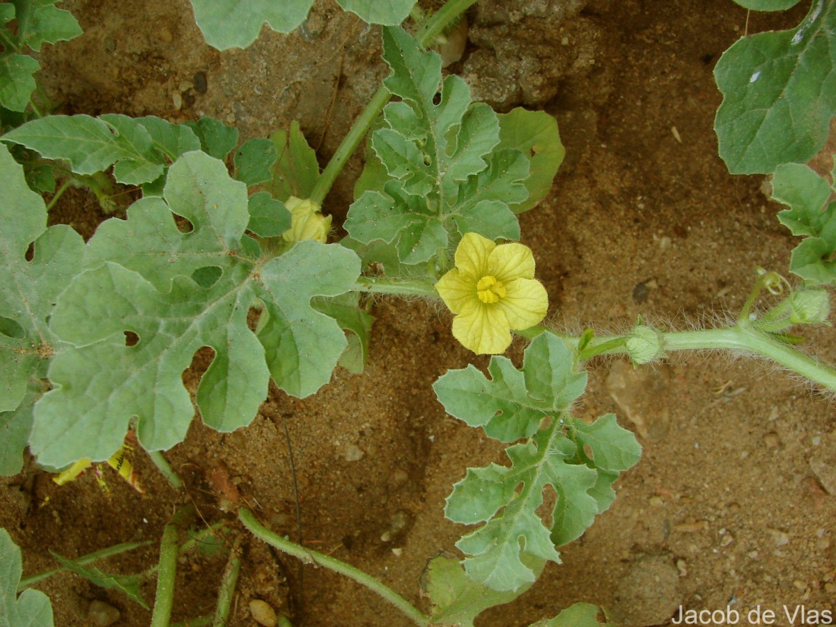 Citrullus lanatus (Thunb.) Matsum. & Nakai